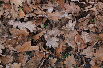 Oak leaves on the ground close up
