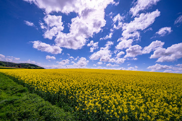 Nachwachsender Rohstoff - B&uuml;hendes Rapsfeld