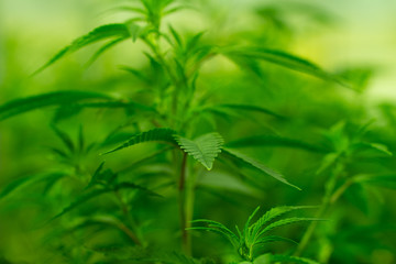 Marijuana cultivation Cannabis