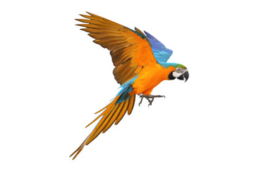 Colorful macaw parrot isolated on white background © Passakorn