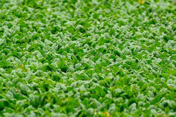 Food background with growing green baby spinach leaves