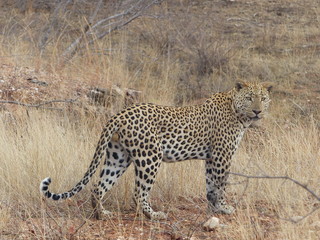 Leopard on a hunt