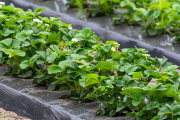 Green houses constructions on strawberry fields, strawberry plants in rows growing on  farm