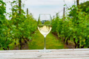 Tasting of white wine on Dutch vineyard in North Brabant