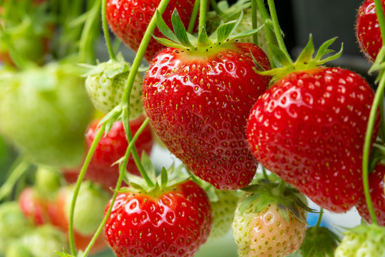 Fresh tasty ripe  red and unripe green strawberries growing on strawberry farm