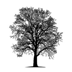 Vector illustration of a natural old oak. The vector is made from a photograph of an oak tree that is approximately 100 years old.