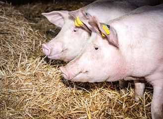 Schweinebucht mit Stroh eingestreut, zwei zufriedene Schwein freut es