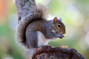 Grauhörnchen in Florida