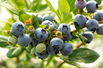 Healthy food and antioxidant, blueberry berries ripening on plant in summer