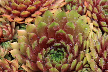Grün - Rote Sempervivum - Hauswurz Pflanze  im Steingarten mit Regentropfen im Detail