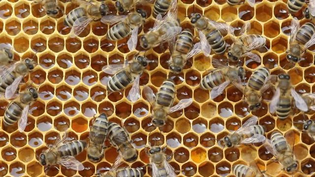 Process of converting nectar into honey is being carried out. Honey bees are covered in honeycombs. Color harmony and beauty inside hive.