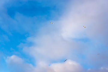 Beautiful background of abstract blue sky, white clouds and flying birds. Sunny day. Copy space.