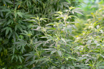 Marijuana cultivation Cannabis