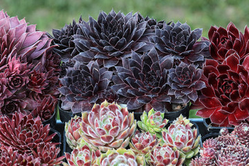 Verschiedene bunte Sempervivum - Hauswurz Pflanzen in Blumentöpfen vor grünem HIntergrund im...