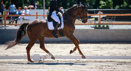 Horse dressage with rider in a 