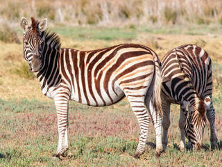 Fototapeta na wymiar Close up of a pair of Birchells Zebra on grassland