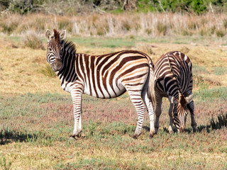 Fototapeta na wymiar Two Birchells Zebra grazing in the grasslamds