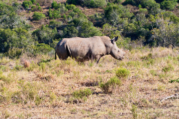 Naklejka premium African Black Rhinocerous standing in the african bush
