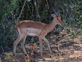 Male Oribi antelope walking slowly through the bush