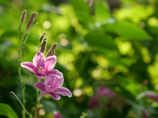 Beautiful pink flowers of Ganges Primrose on blurred background of leaves. Ganges River Asystacia, Chinese violet, Coromandel, Creeping foxglove, Baya, Yaya, Indian Asystacia, Asystasia.
