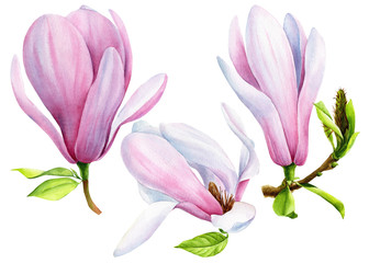Set of magnolias flowers, isolated transparent background, watercolor illustration, hand drawing, spring botanical painting.