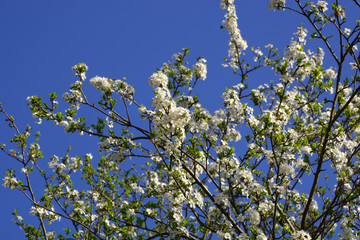 branches of pyrus domestica flowers, european pear tree blooming in early spring in front of azure sky