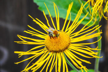 bee bumblebee on a yellow flower collects pollen in the summer