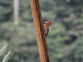 Woodpecker in a tropical jungle in Ecuador Mashpi
