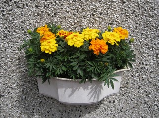 Beautiful spring flowers in a flowerpot 