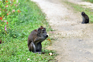 monkey on green grass in a national park in the philippines