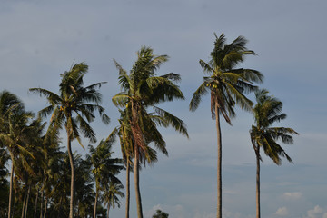coconut tree