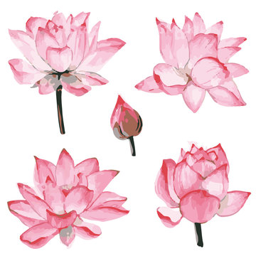lotus vector flower pink print