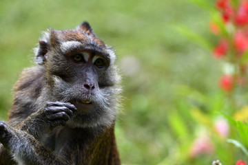 portrait of smart serious thoughtful monkey in national park in philippines