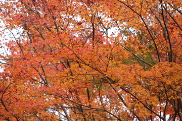 日本　紅葉　絶景