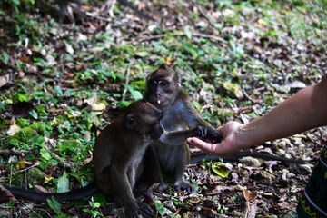 feeding gray monkeys with hands in a national park in the philippines