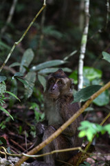 young monkeys sit on branches in a tropical garden