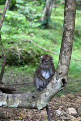 Naklejka na ściany i meble gray monkey sits on a tree and looks around
