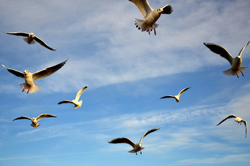 Birds in the sky - a flock of flying seagulls against pale blue sky