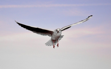 Flying bird - a single seagull with wings wide spread against pale blue sky