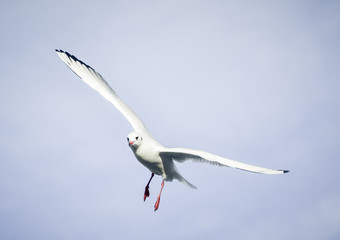 Flying bird - a single seagull with wings wide spread against pale blue sky