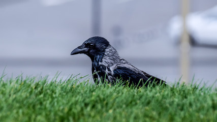 crow on grass