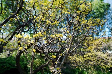 Fototapeta premium サンシュユの花