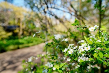 ユキヤナギの花