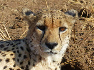 A cheetah checking its surrounding
