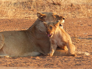 A lioness and her cub