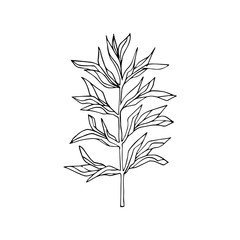 Fototapeta premium Beautiful monochrome black and white floral vector isolated on background. Hand-drawn flower. Design greeting card and invitation of holiday. Line art vector illustration.