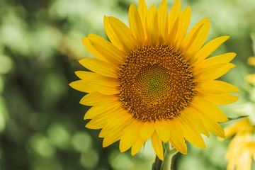 Fototapeta premium Sunflower blooming flower close up