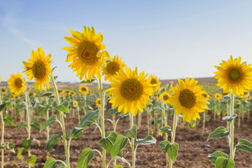 Sunflower plantation crops in bloom