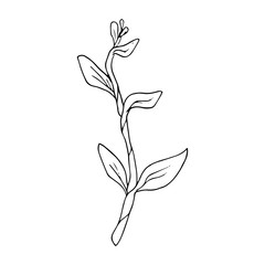 Beautiful monochrome black and white floral vector isolated on background. Hand-drawn flower. Design greeting card and invitation of holiday. Line art vector illustration.