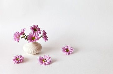 Vase with pink chrysanthemums on a white background. Beautiful congratulations on the occasion of March 8, Valentine's Day, Mother's Day or Happy Birthday. Place for text, greeting card